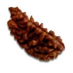 1Mukhi